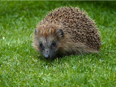 Hedgehog Hibernation