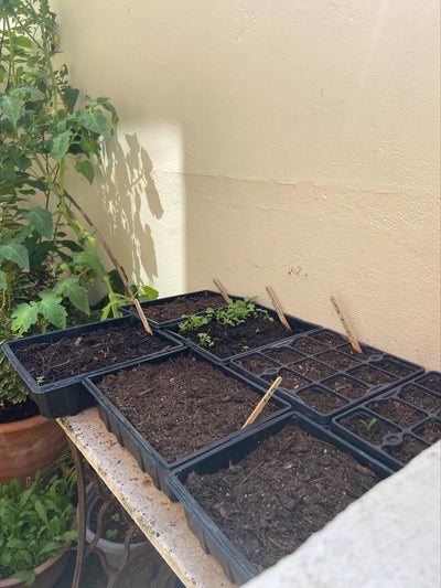 Preparing your garden before going on holiday