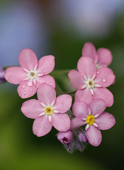 Day 15 of Advent Calendar: Forget me not Rose