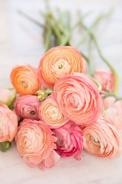 How to plant Ranunculus