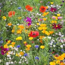 Day 14 Advent Calendar: Wildflower Mix