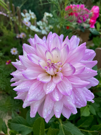 Dahlias