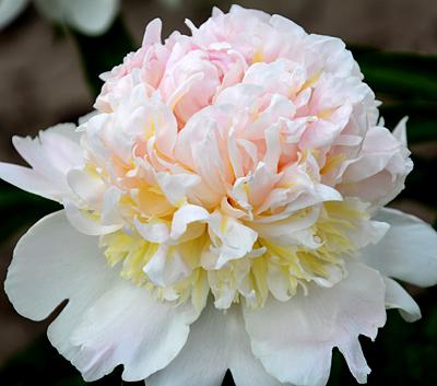Peonies (Bare Root)