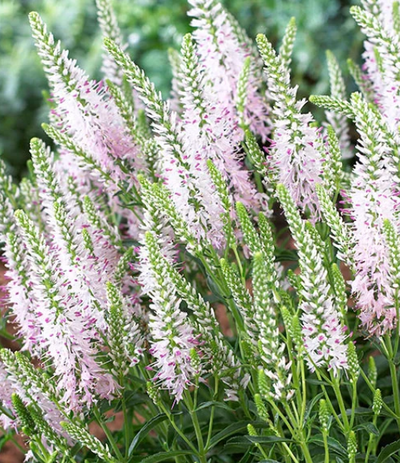 Potted Perennials