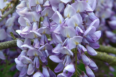 Wisteria Plants