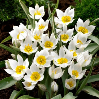 Botanical Tulip 'Polychrome' (10 bulbs)