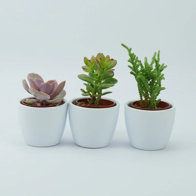 Trio of Succulent Plants in 6cm White Ceramic Pots – Ideal Indoor Gift The Rose Press Garden