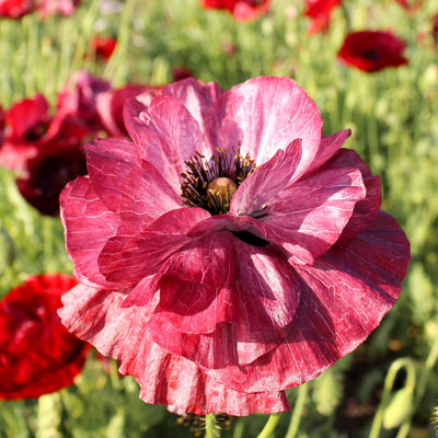 Poppy 'Pandora' (SEED SACHET ONLY) The Rose Press Garden