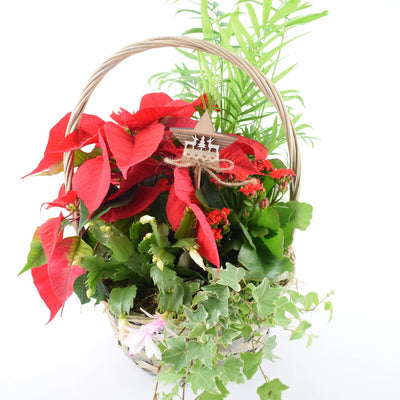 Large Christmas Indoor Planted Basket - Poinsettia & Festive Plants The Rose Press Garden