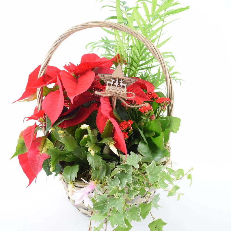 Large Christmas Indoor Planted Basket - Poinsettia & Festive Plants The Rose Press Garden
