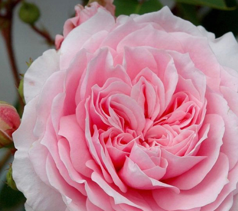Dunham Massey (Rose Bare Root x 1 ) *PREORDER*