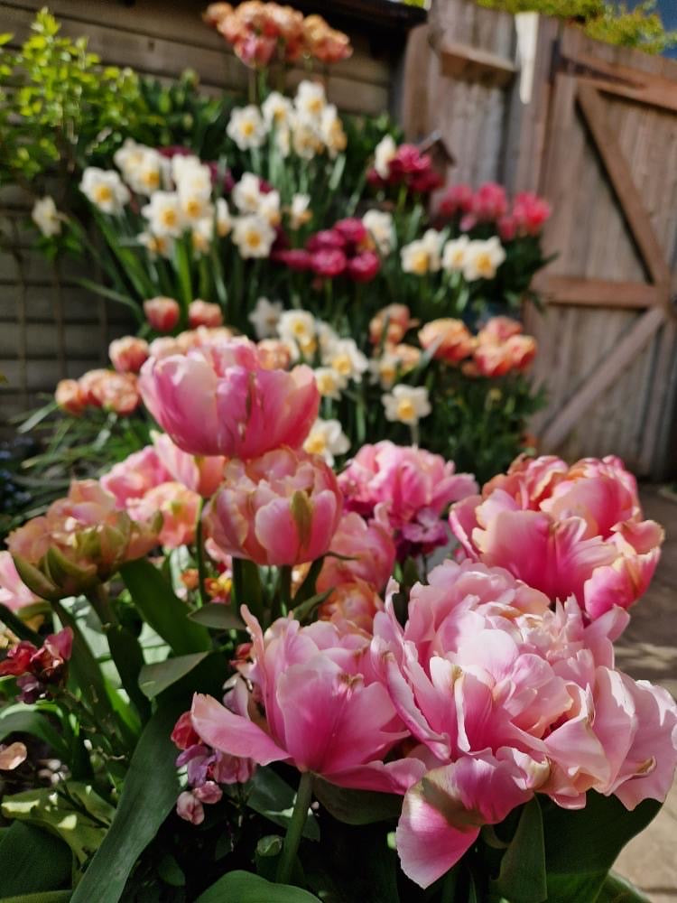 Tulip &