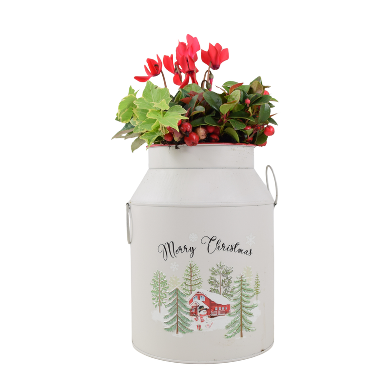Christmas Milk Churn Planter – Festive Floral Display in Decorative Metal Pot The Rose Press Garden