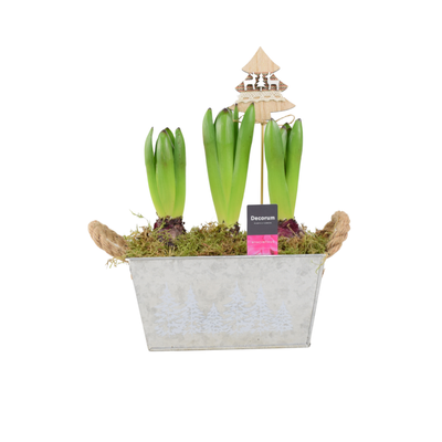 Christmas Hyacinth Trough - Fragrant, Festive Indoor or Outdoor Plant The Rose Press Garden