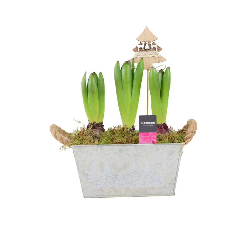 Christmas Hyacinth Trough - Fragrant, Festive Indoor or Outdoor Plant The Rose Press Garden