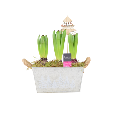 Christmas Hyacinth Trough - Fragrant, Festive Indoor or Outdoor Plant The Rose Press Garden