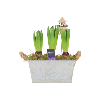 Christmas Hyacinth Trough - Fragrant, Festive Indoor or Outdoor Plant The Rose Press Garden
