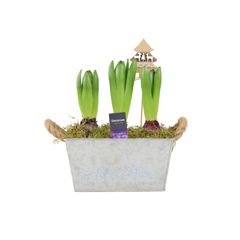Christmas Hyacinth Trough - Fragrant, Festive Indoor or Outdoor Plant The Rose Press Garden