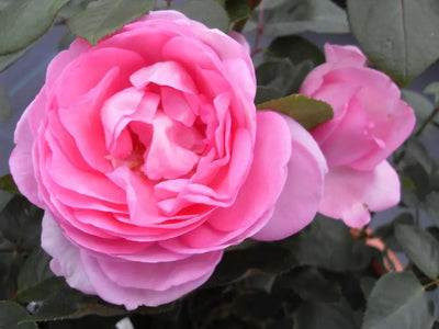Mum in a Million Rose Bush – Fragrant Pink Shrub Rose in Pot The Rose Press Garden
