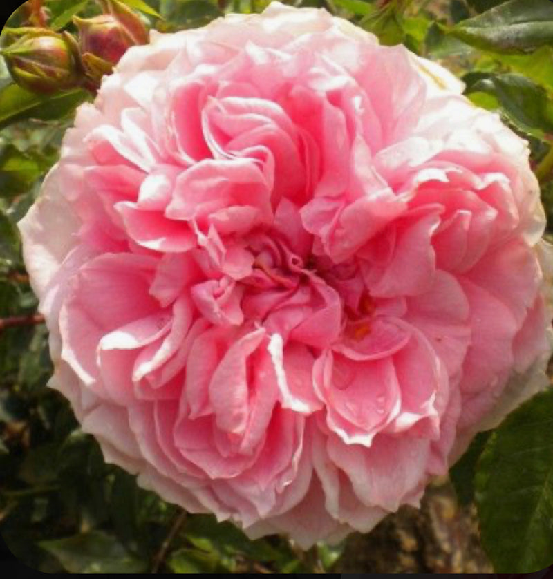 Dunham Massey (Rose Bare Root x 1 ) *PREORDER*
