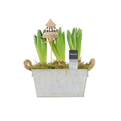Christmas Hyacinth Trough - Fragrant, Festive Indoor or Outdoor Plant The Rose Press Garden