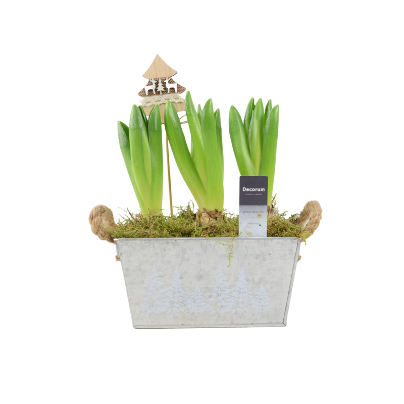 Christmas Hyacinth Trough - Fragrant, Festive Indoor or Outdoor Plant The Rose Press Garden