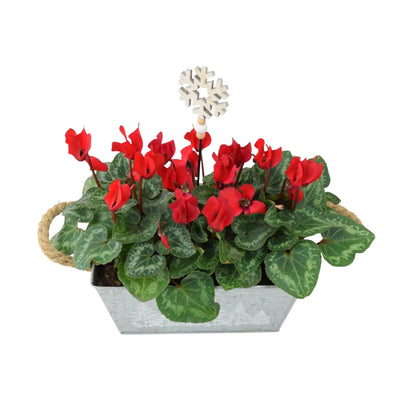 Red Cyclamen Christmas Trough - Festive Indoor & Outdoor Plant Gift The Rose Press Garden