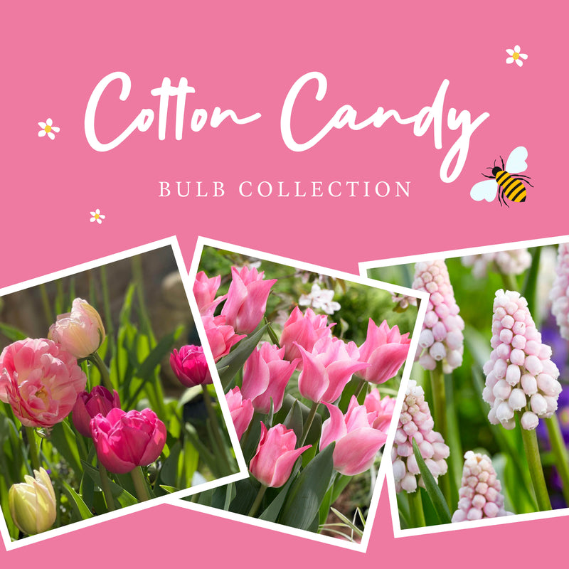 The Cotton Candy Collection (55 bulbs)