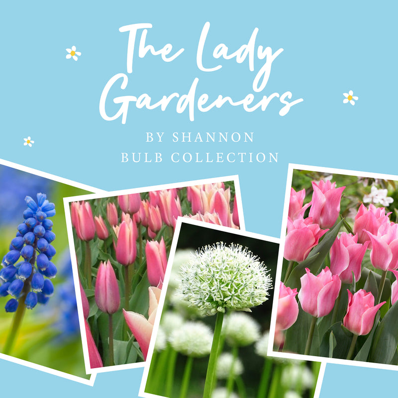 The Lady Gardeners Collection (60 bulbs)