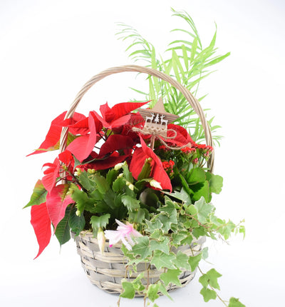 Large Christmas Indoor Planted Basket - Poinsettia & Festive Plants The Rose Press Garden