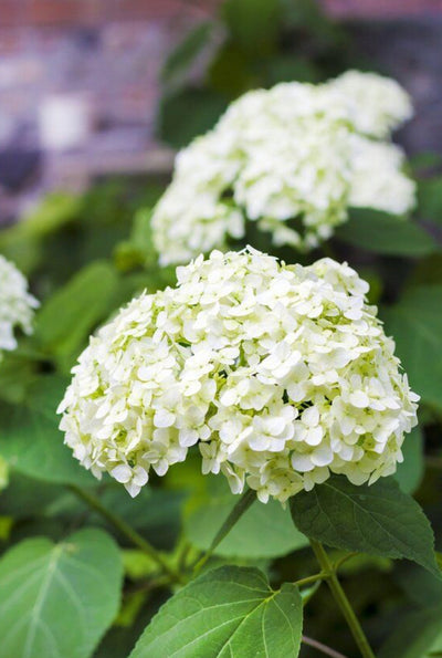 Hydrangea ‘Annabelle’ Shrub (1 x 3L pot)