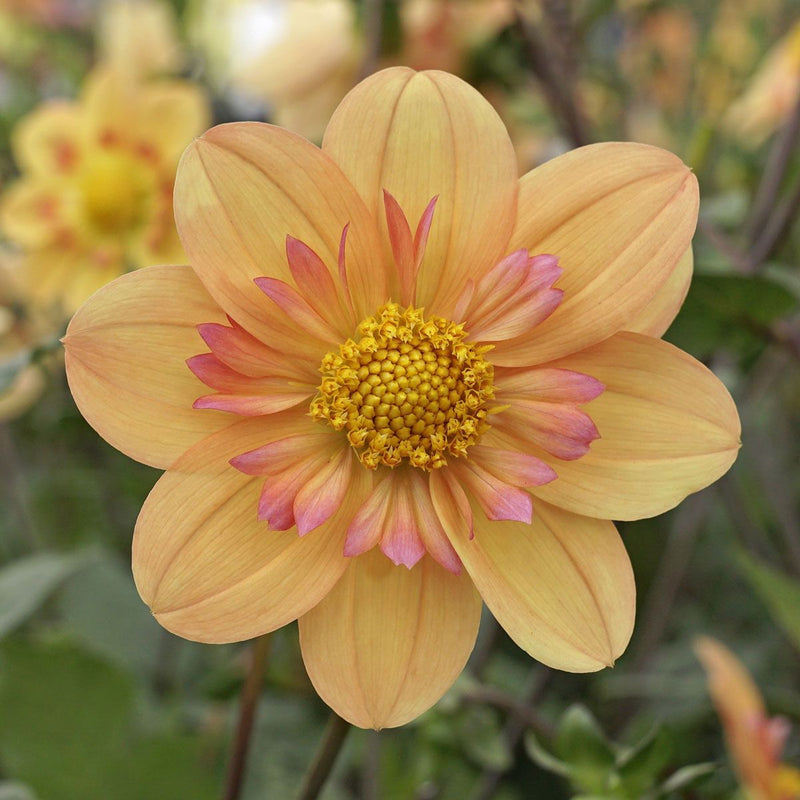 Dahlia &