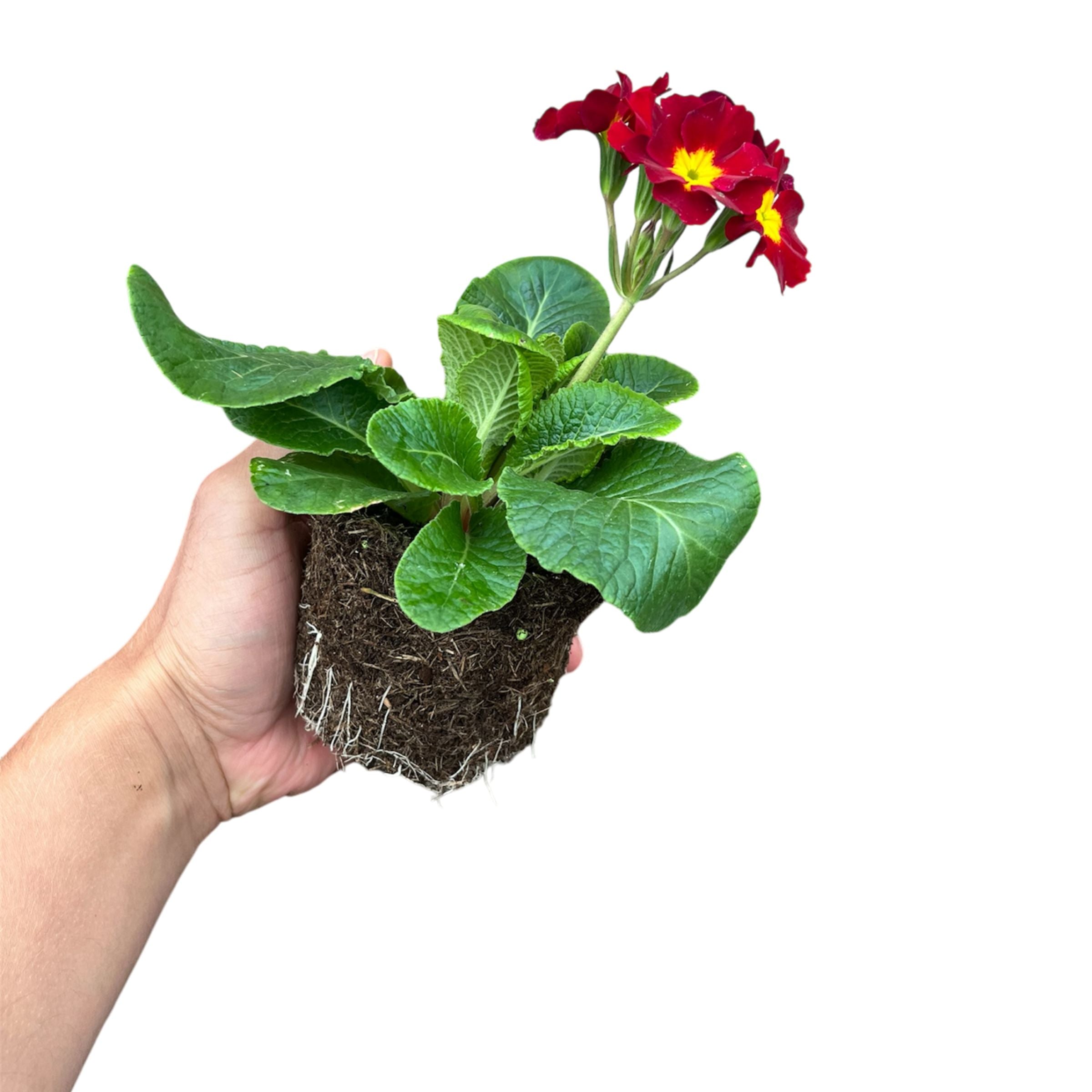 Polyanthus Scarlet Vibrant Red Spring Bedding Plants 10.5cm Pots – The ...