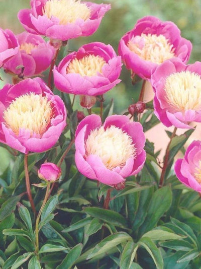 Peony 'Bowl of Beauty' Bare Root (Pre order)