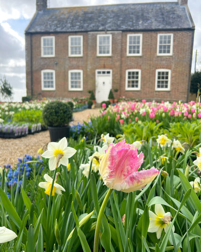 Tulip 'Cabanna' (15 Bulbs) The Rose Press Garden