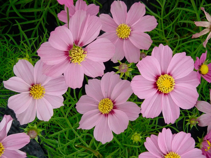 Cosmos Pink x 2 in 1L Recyclable Pots – Easy Grow