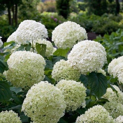 Hydrangea ‘Annabelle’ Shrub (1 x 3L pot)