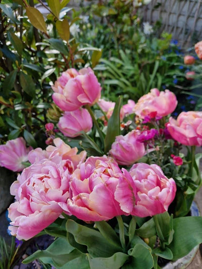 Tulip 'Pink Star' (15 Bulbs) The Rose Press Garden
