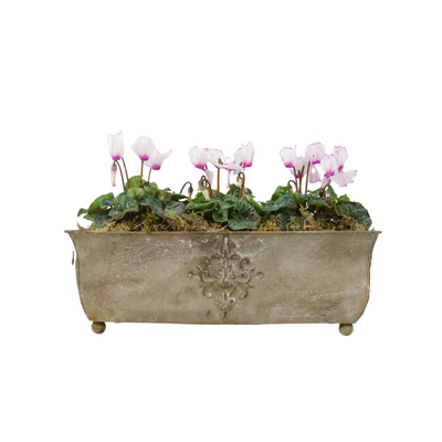 Cyclamen Premium Metal Trough Planter – Elegant Purple & White Blooms The Rose Press Garden
