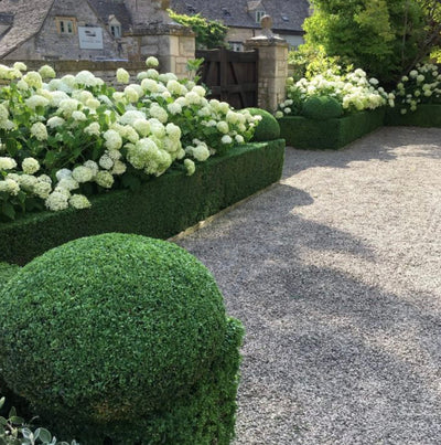 Hydrangea ‘Annabelle’ Shrub (1 x 3L pot)