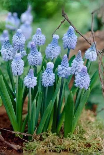 Muscari Azureum (30 Bulbs)