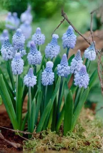 Muscari Azureum (20 Bulbs)