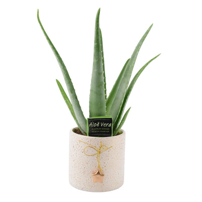 Aloe Vera Plant UK - Medicinal Air Purifying Festive Pot The Rose Press Garden