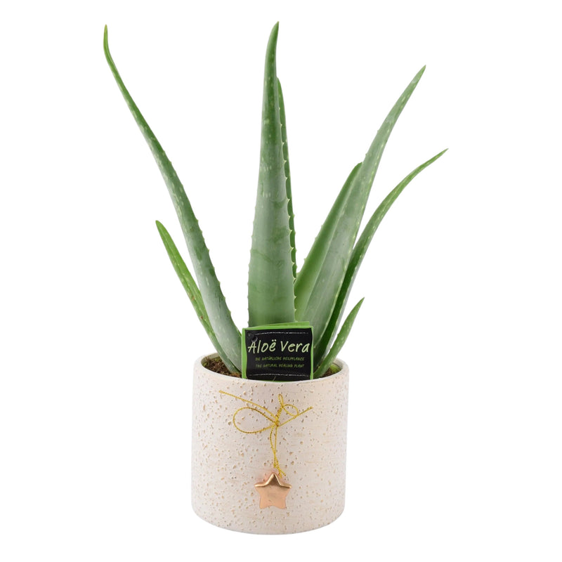 Aloe Vera Plant UK - Medicinal Air Purifying Festive Pot The Rose Press Garden