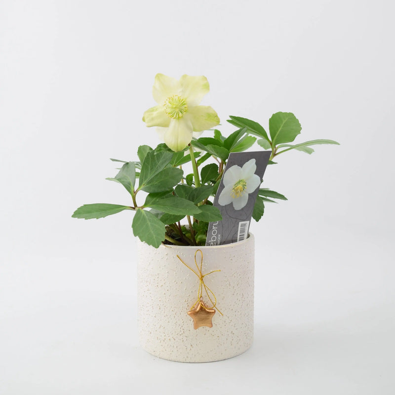 Helleborus Niger Christmas Carol in Mottled Ceramic Pot Festive Winter Flowering Plant The Rose Press Garden