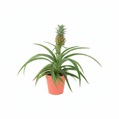 Pineapple Plant in Sea Grass Basket - Unique Anti-Snoring Plant The Rose Press Garden