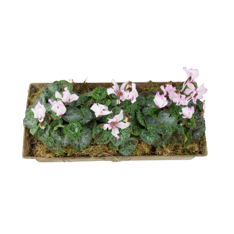 Cyclamen Premium Metal Trough Planter – Elegant Purple & White Blooms The Rose Press Garden