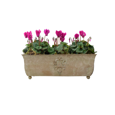 Cyclamen Premium Metal Trough Planter – Elegant Purple & White Blooms The Rose Press Garden