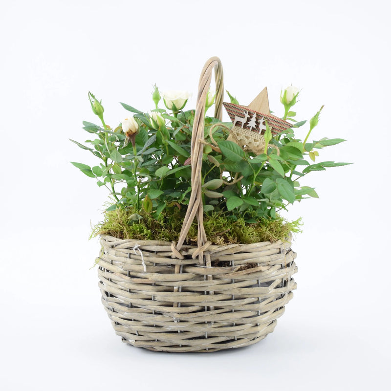 White Christmas Rose Planted Basket – Festive Indoor Gift The Rose Press Garden
