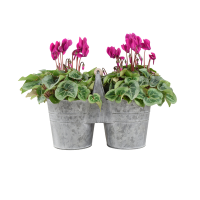 Cyclamen Duo Planter – Vibrant Winter Blooms in Decorative Display The Rose Press Garden